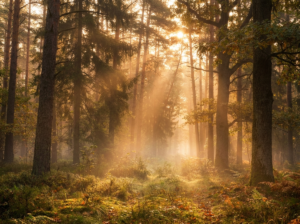 Luz dorada del amanecer entre los árboles, símbolo de despertar espiritual